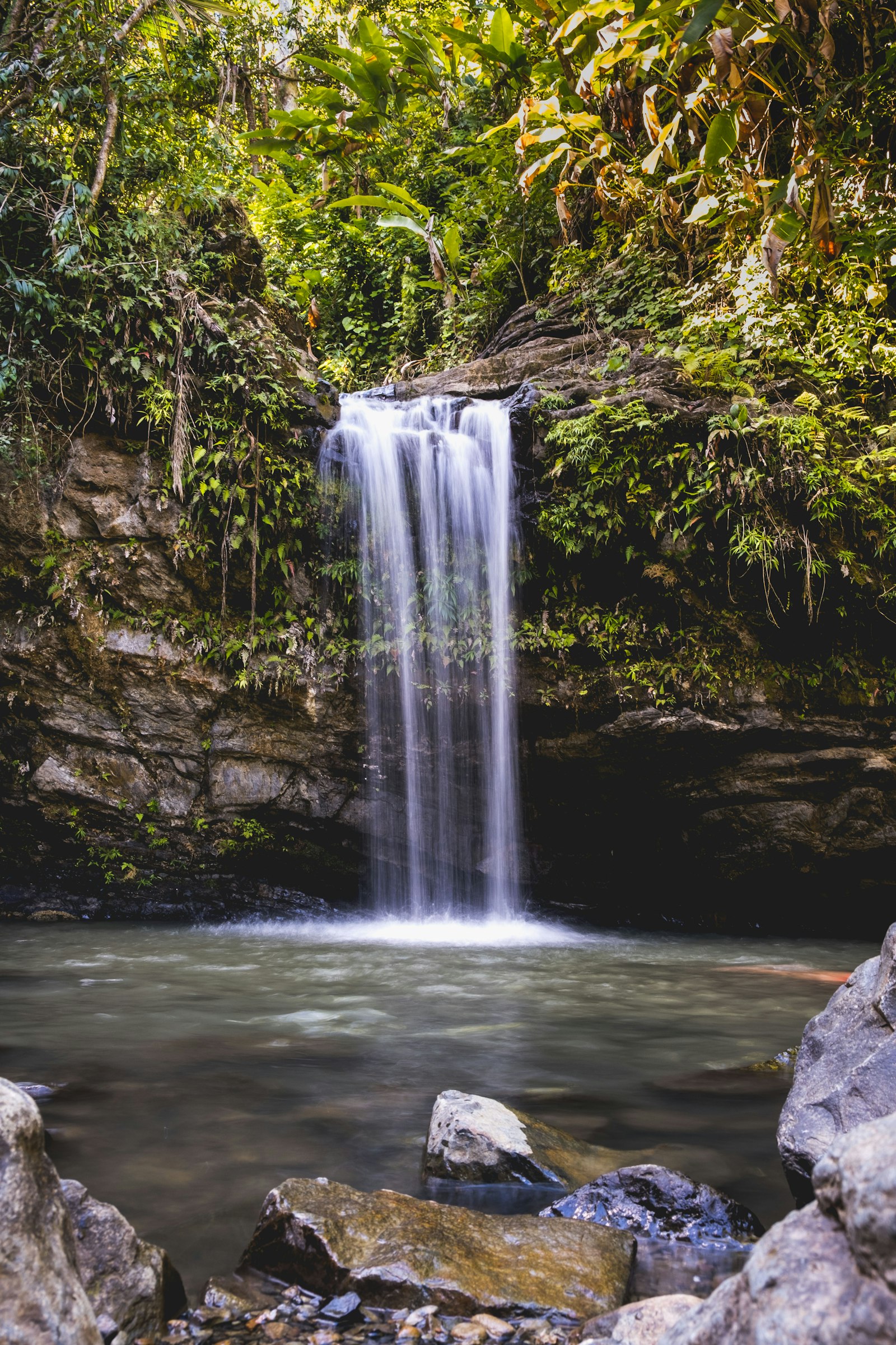 Tropical green of El Yunque rainforest